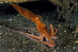 Pointed headed Ocky on the move... from Lembeh by Alex Tattersall 